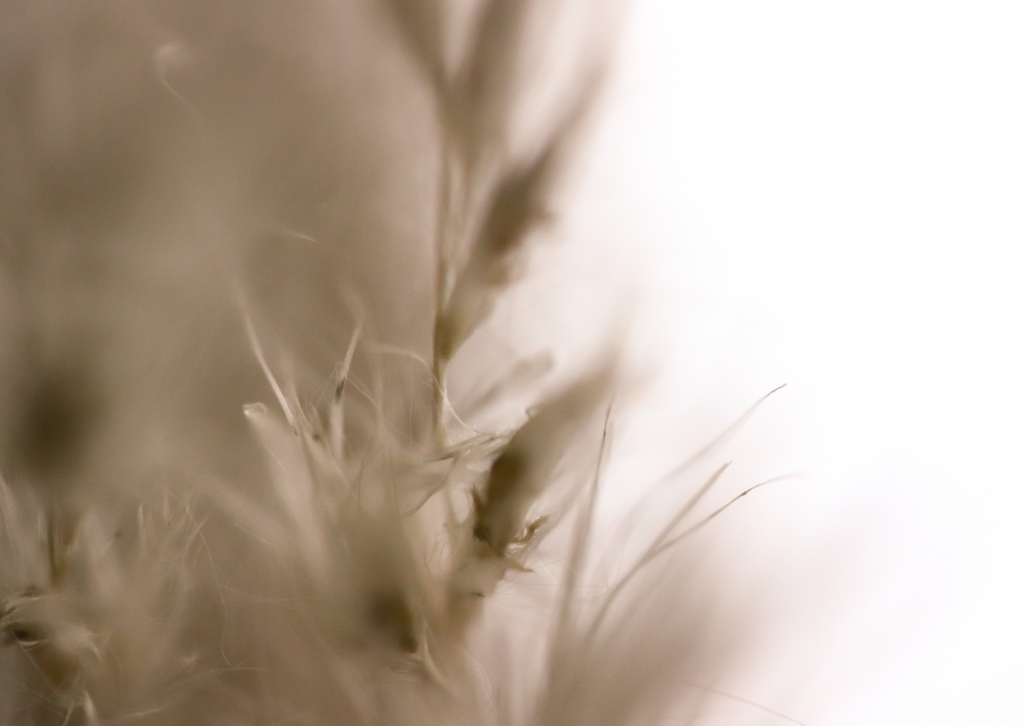 Dein innerer Kompass - 1 :1 Zyklusbegleitung